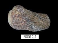 藏品(鞋魁蛤)的圖片